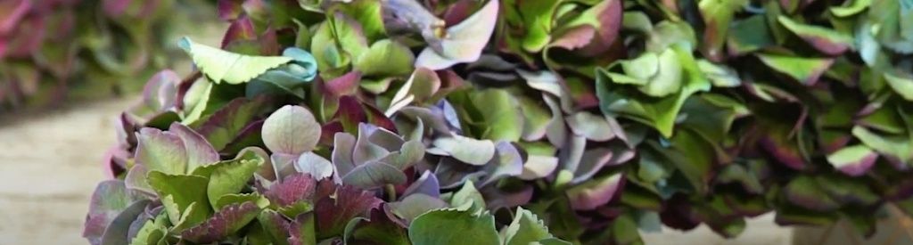 DIY: lav en krans af Magical Hydrangeaer