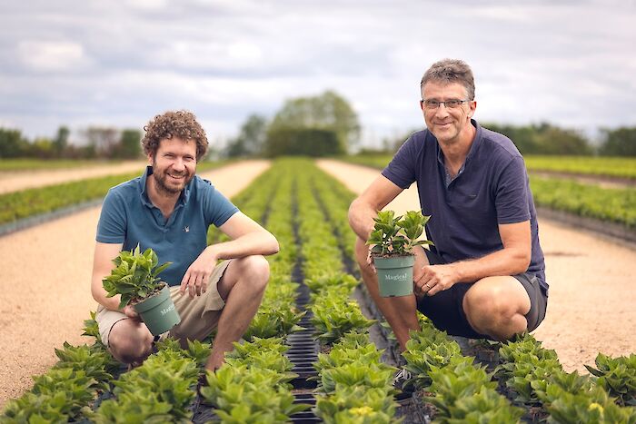 Historien bakom Hortensia France
