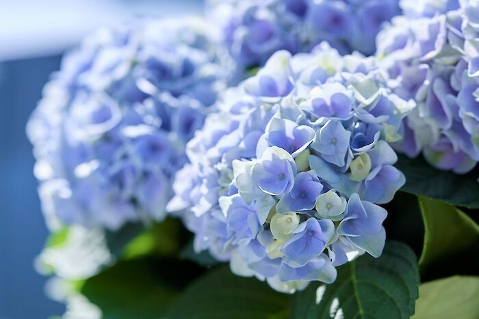 Bring nature’s vitality into your home and garden. - Magical hydrangea