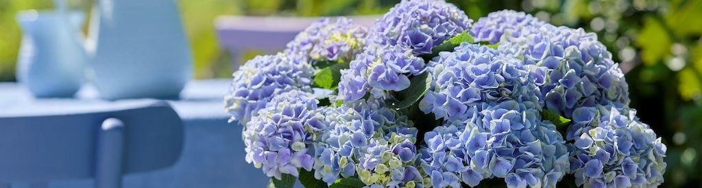 Magical hagehortensia vinner pris for lang holdbarhet