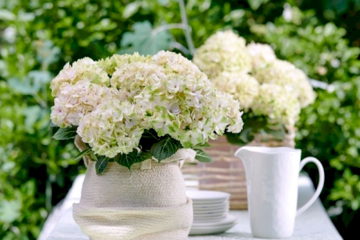 Hører der mere til pasningen af en Magical havehortensia?