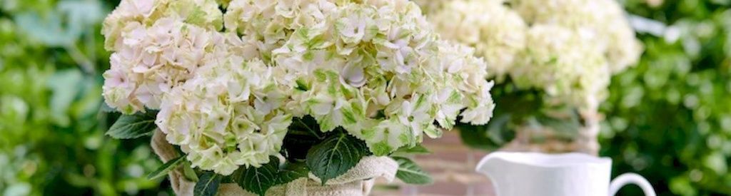 Do Magical garden hydrangeas need extra care?