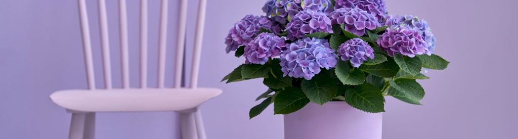 Extra nutrition and care for indoor hydrangeas