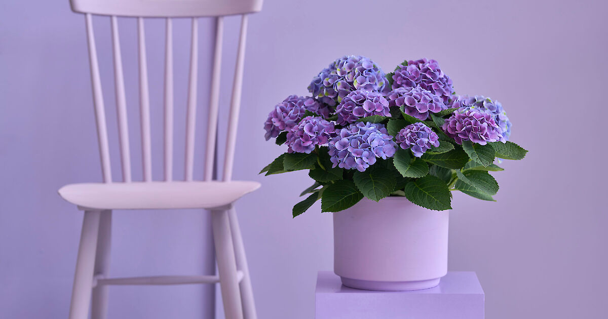 Extra nutrition and care for indoor hydrangeas | Magical Hydrangea