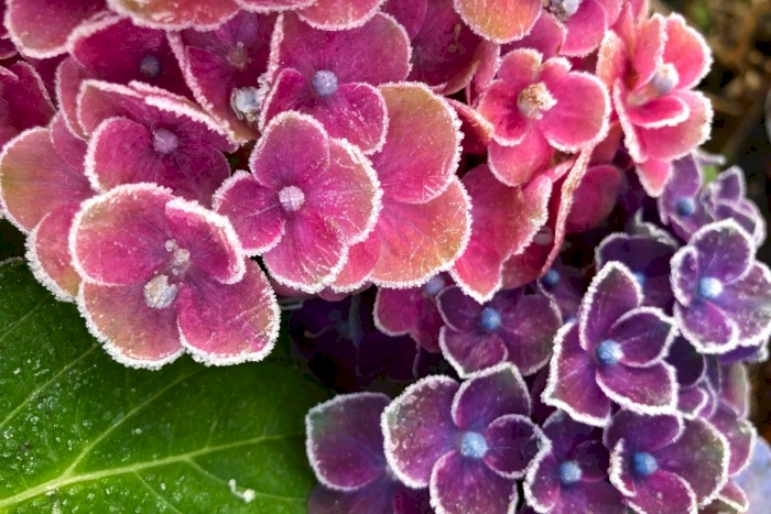 Hvordan beskytter jeg min havehortensia mod frost?