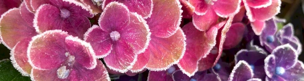 How do I protect my garden hydrangea against frost?