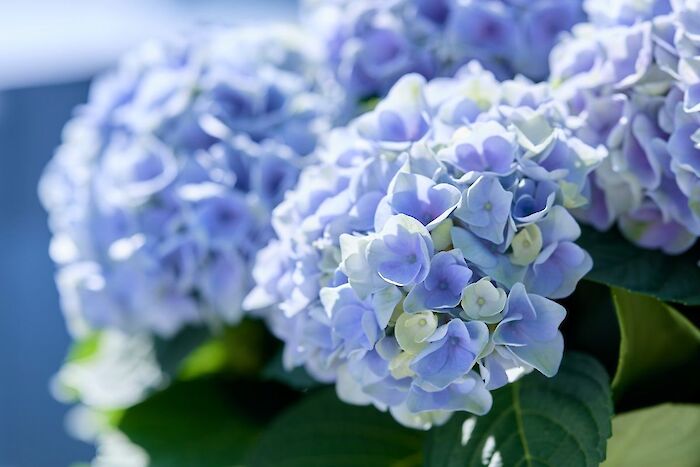 Hvordan bibeholder din blå Magical Hydrangea den blå farve?
