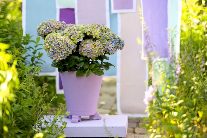 Sådan ompotter du en Magical havehydrangea