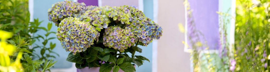Zo verpot je een Magical tuinhydrangea