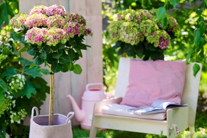 Magical hortensia har ikke vannskrekk