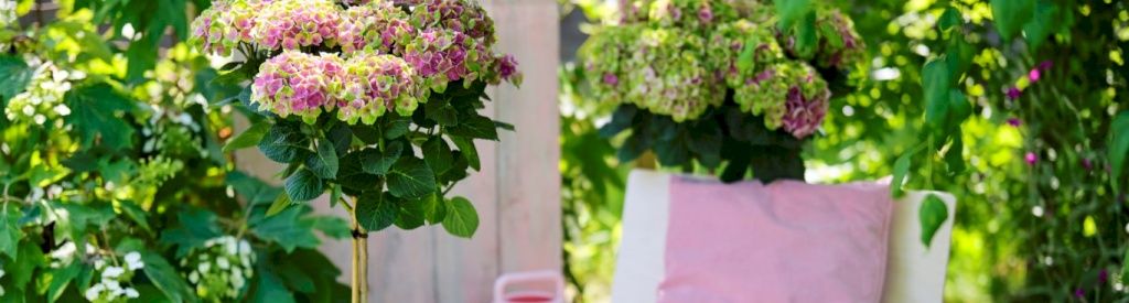 Magical Hydrangeas fürchten sich nicht vor Wasser
