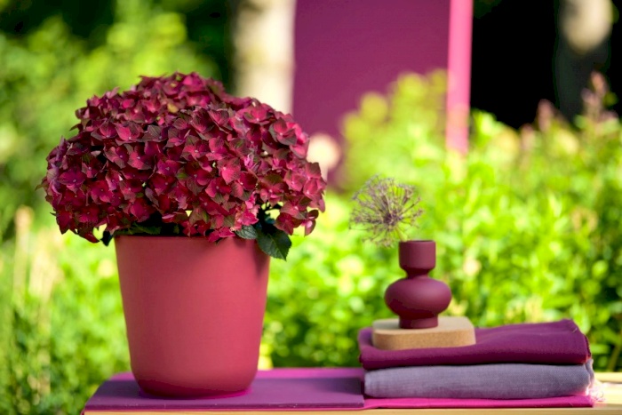Det bedste tidspunkt at plante en Magical Hydrangea
