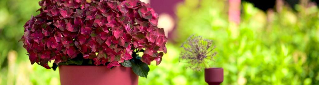 The ideal time to plant a Magical Hydrangea