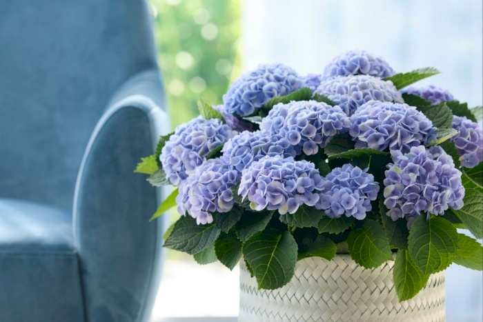 Hvor er det bedste sted i huset at sætte en Magical Hydrangea?