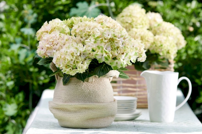 Ekstra plantenæring til Magical hortensia