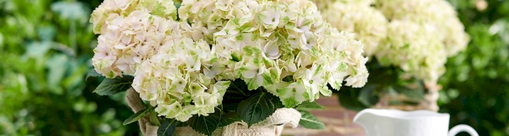 Extra nutrients for your Magical Hydrangea