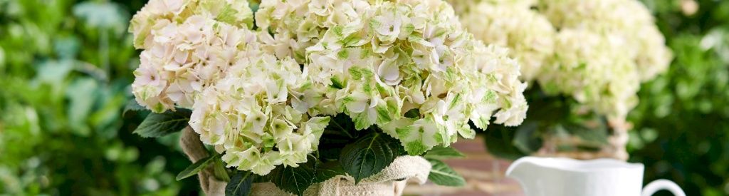 Ekstra næringsstoffer til din Magical Hydrangea