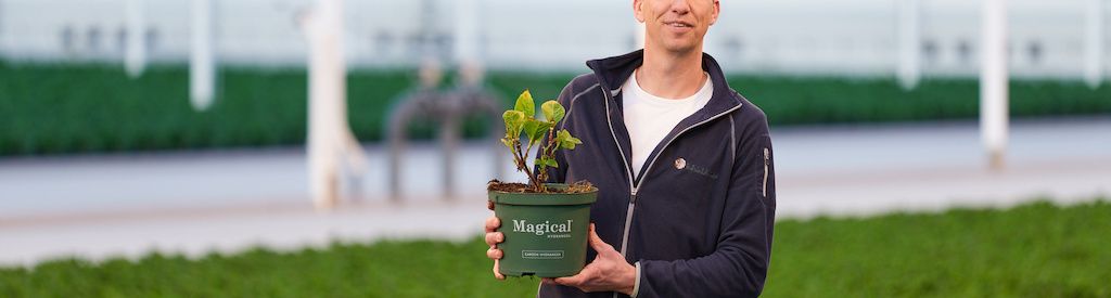 « Le consommateur qui achète un hortensia Magical en a vraiment pour son argent »