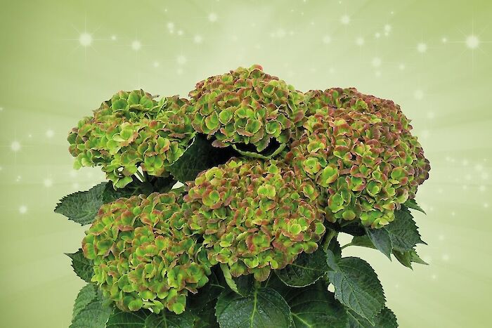 Jubileumskampanj 10 år Magical Hydrangea