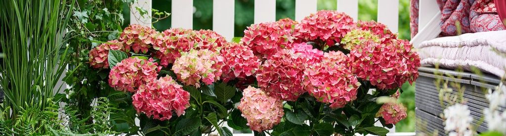 New: Flamed garden hydrangea