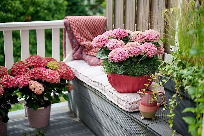 This summer: the perfect time to purchase a hydrangea