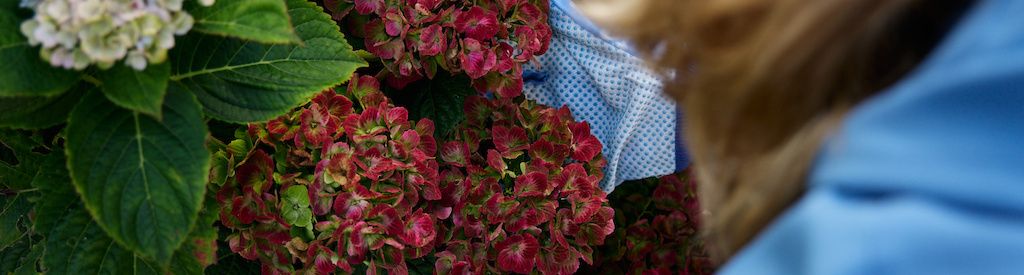 A radiant garden with the autumn colours of Magical Hydrangea