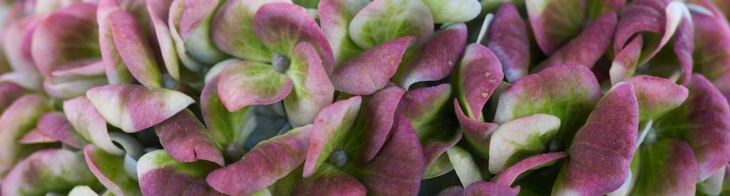 Un jardín radiante con los colores otoñales de Magical Hydrangea