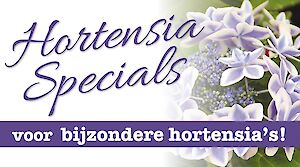 Hortensia specials