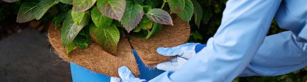 How to get Magical Hydrangeas ready for winter