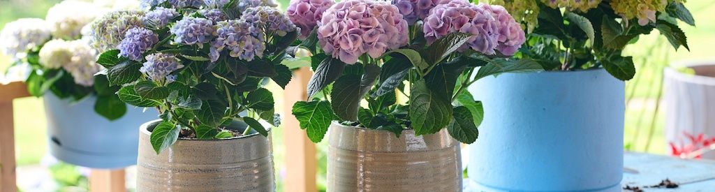 Beskjæring av Magical Hydrangea: Slik gjør du det