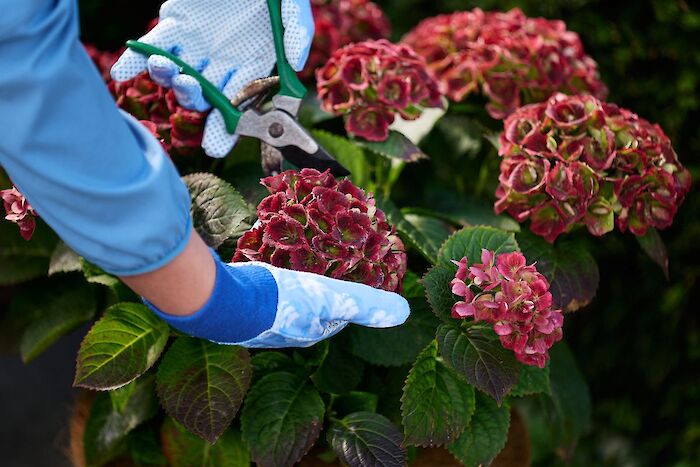 Beskæring af din Magical Hydrangea: det gør du sådan