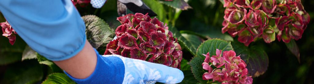 So stutzen Sie Ihre Magical Hydrangea