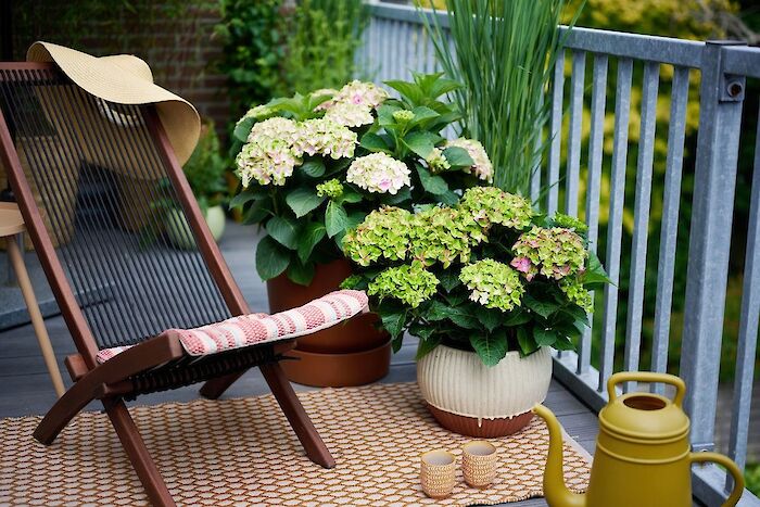 Magical Hydrangea: primadonna på din balkong eller altan