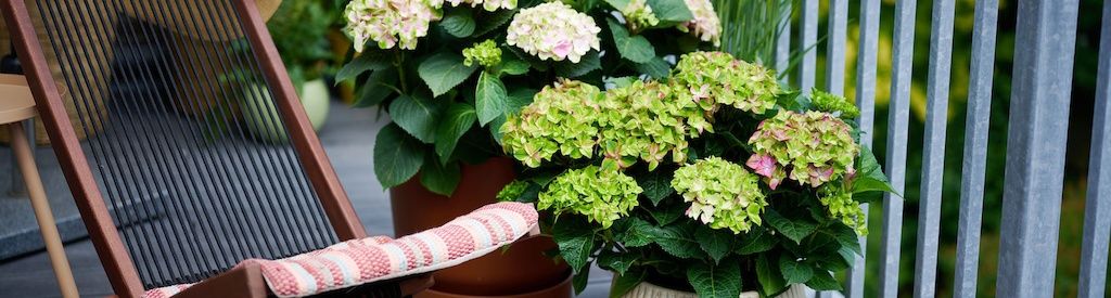Hortensias mágicas: los protagonistas en su balcón y patio