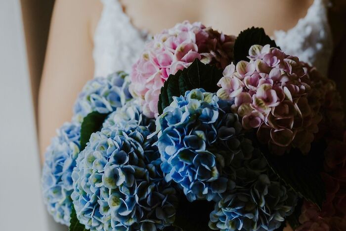 Magical Hydrangea som hedersgäst på ditt bröllop
