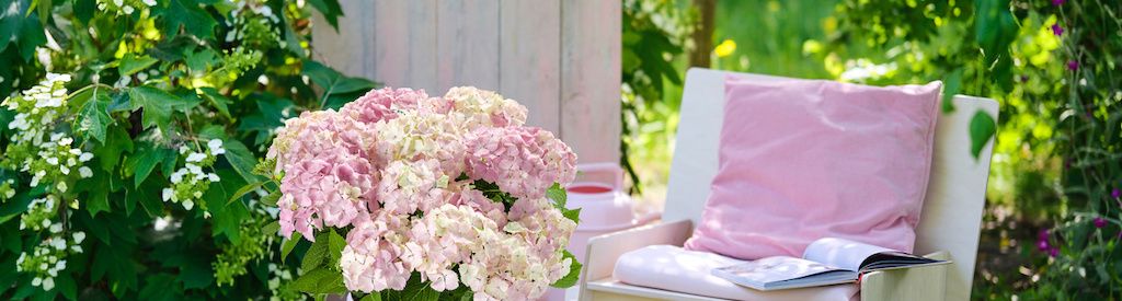 Get your Magical Hydrangea ready for summer