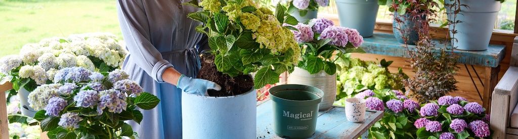 Gør din Magical Hydrangea klar til sommeren