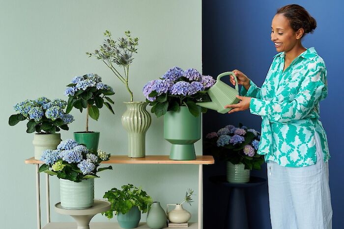 Zimmerhortensie: magische Farben und gesündere Luft in der Wohnung