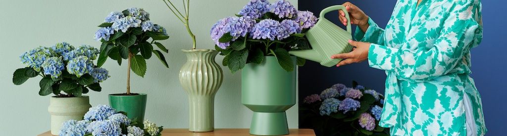 Kamerhortensia: magische kleuren en gezondere lucht in huis