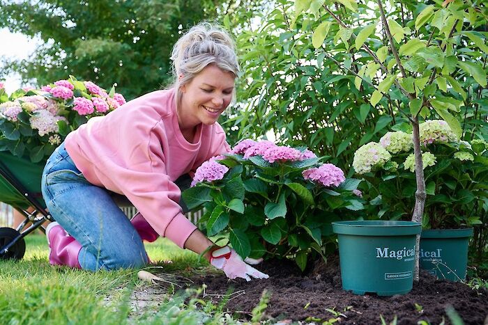 Wanneer kun je jouw Magical kamerhortensia verplaatsen naar buiten?
