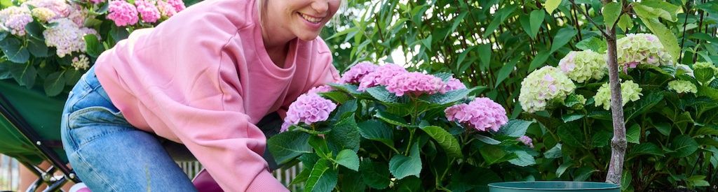When can you move your Magical indoor hydrangea outside?