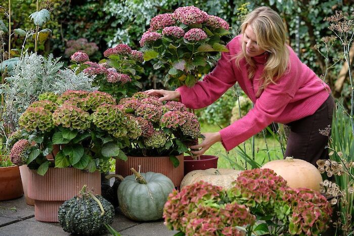 Colores de otoño en tu jardín