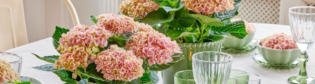 Moments de table enchanteurs : mise en scène de table avec des hortensias en pièce maîtresse