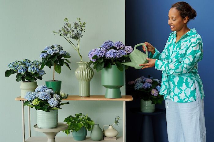 Indoor hydrangea: magical colours and healthier air in your home