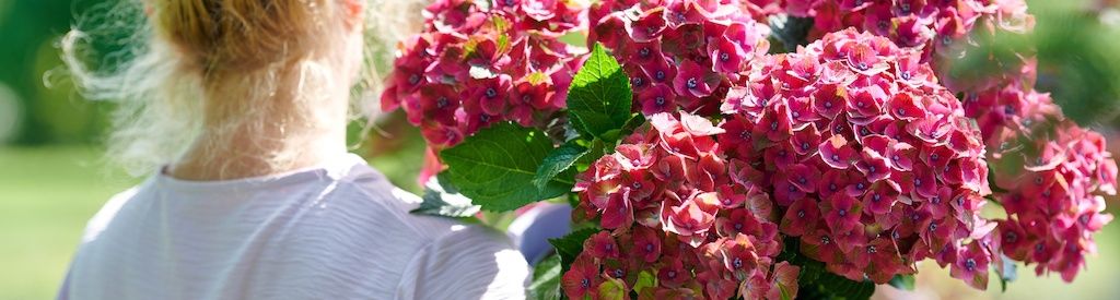 The magic of spring: This is how the new blooming season of the Magical Hydrangea begins