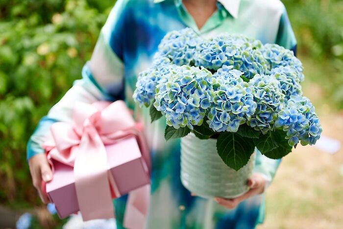 ¿Qué color de Magical Hydrangea se adapta a tu madre?
