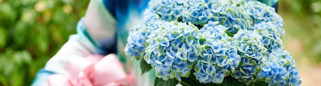 ¿Qué color de Magical Hydrangea se adapta a tu madre?