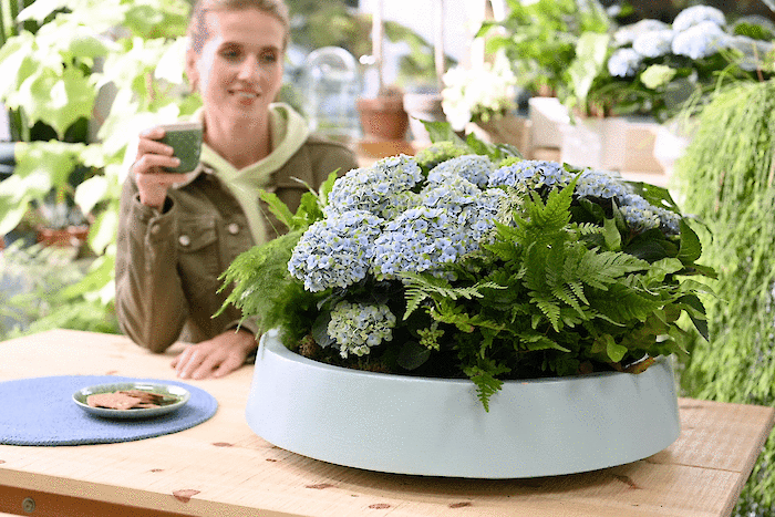 DIY: Create a stylish plant composition with Magical Hydrangea