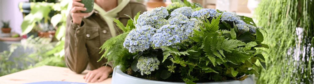 DIY: Create a stylish plant composition with Magical Hydrangea