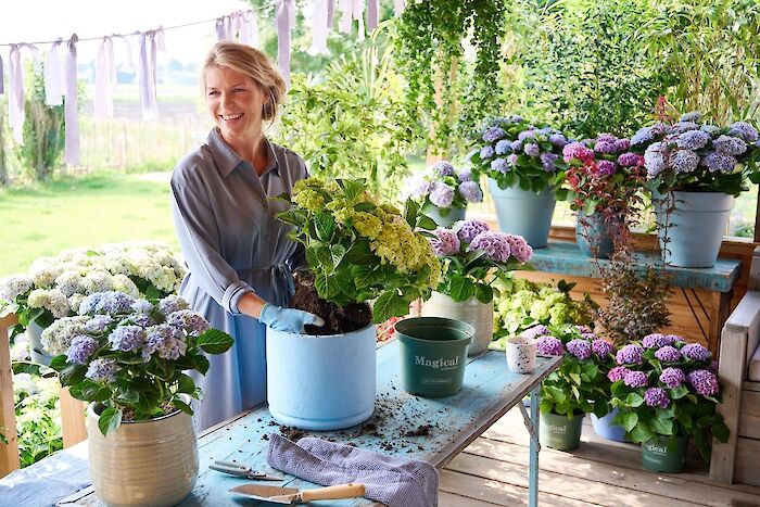 Get your Magical Hydrangea ready for summer